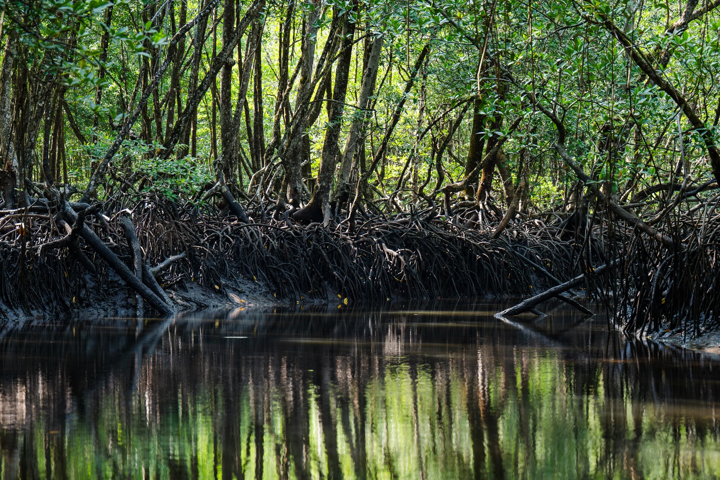 Mangrove trees and exposed roots beside reflective water, supplied by Andamanica